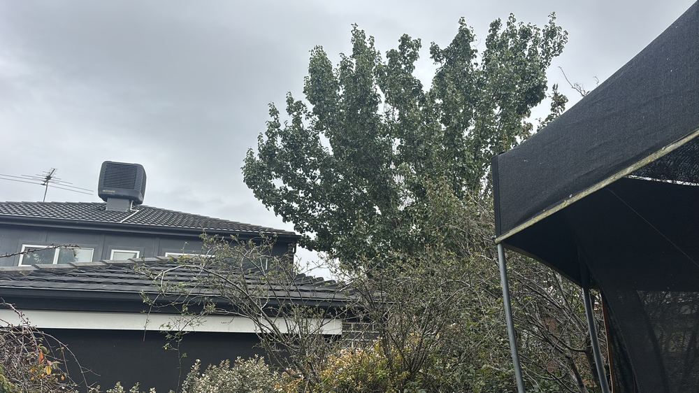 Tree overhanging the roof and dropping debris into the gutters, found during a building and pest inspection in Braybrook
